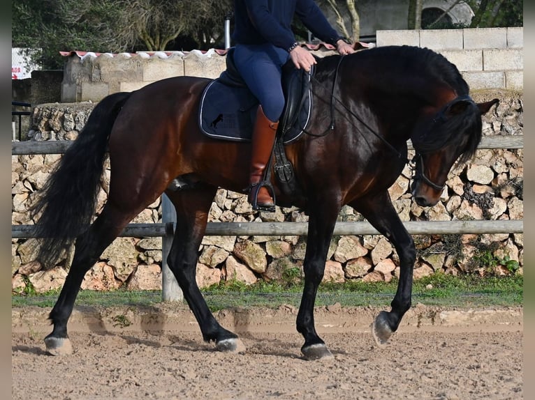 Andalusian Stallion 7 years 16,1 hh Brown in Menorca