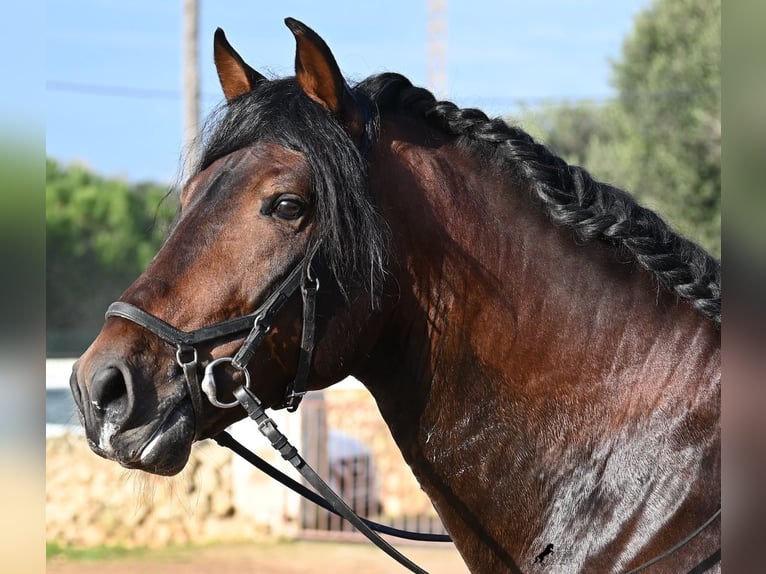 Andalusian Stallion 7 years 16,1 hh Brown in Menorca