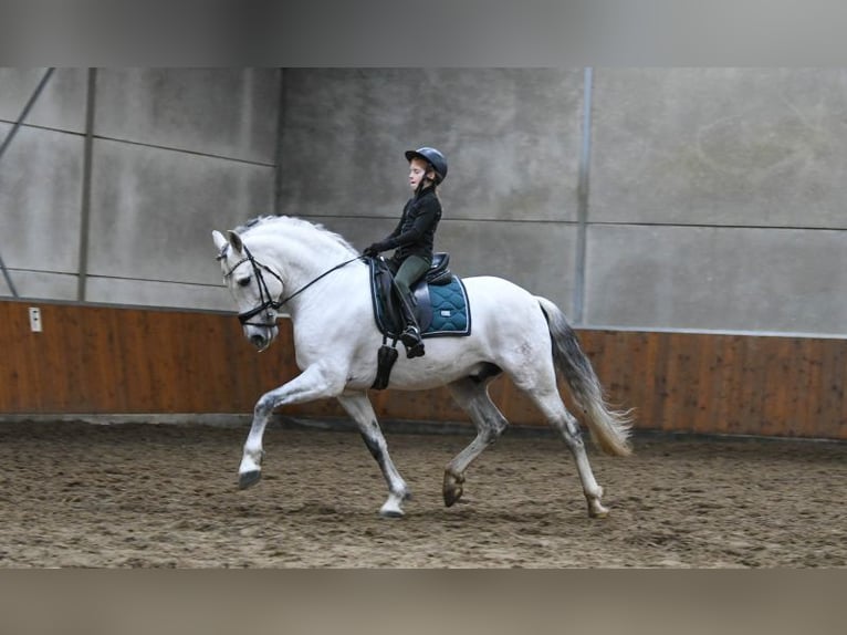 Andalusian Stallion 7 years 17 hh Gray in Los Angeles, CA