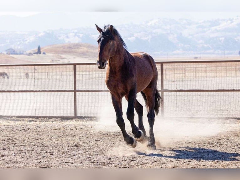 Andalusian Mix Stallion 7 years 18 hh Bay in Dallas