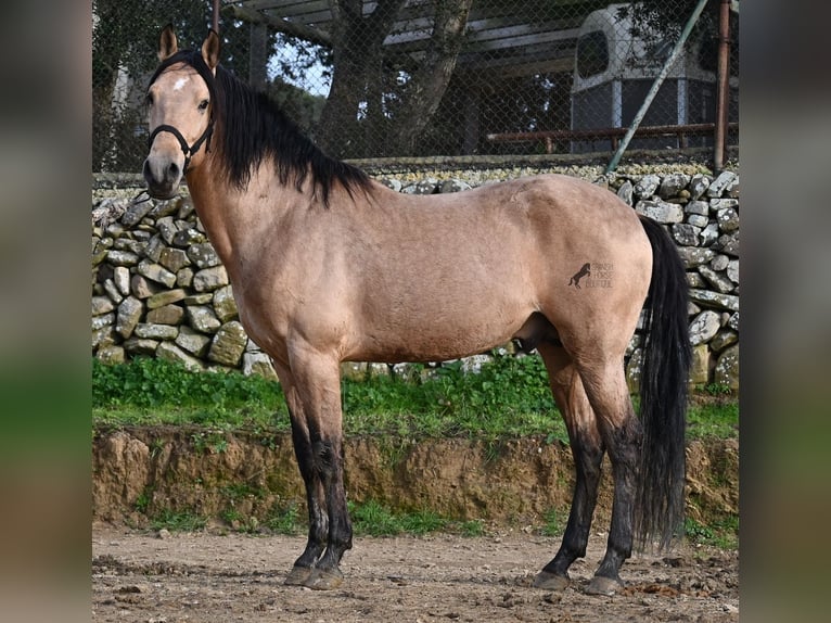 Andalusian Stallion 8 years 15.2 hh Dun in Menorca