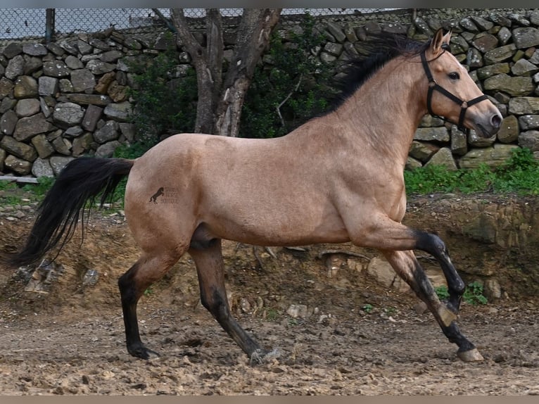 Andalusian Stallion 8 years 15.2 hh Dun in Menorca