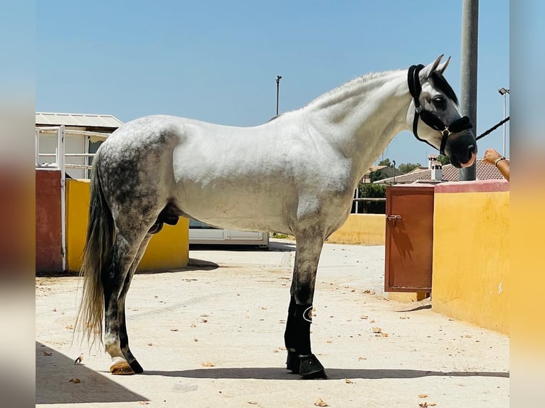 Andalusian Stallion 8 years 15,2 hh Gray-Dapple in Martfeld