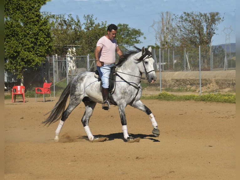 Andalusian Stallion 8 years 15,2 hh Gray in Galaroza (Huelva)