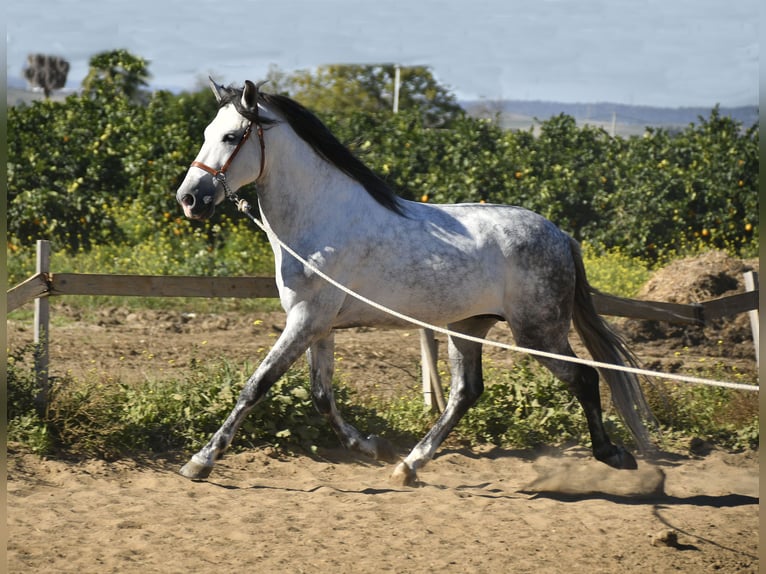 Andalusian Stallion 8 years 15,2 hh Gray in Galaroza (Huelva)