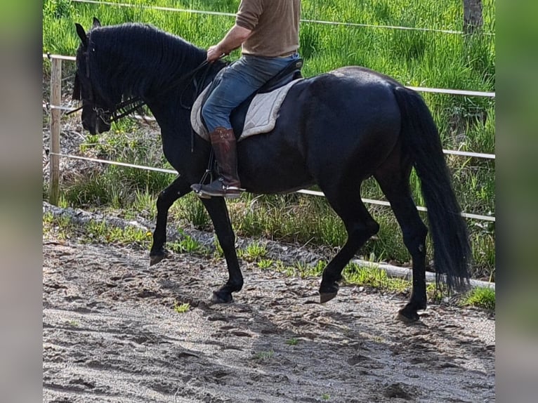 Andalusian Stallion 8 years 15,2 hh in Laufenburg