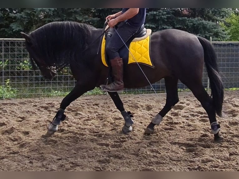 Andalusian Stallion 8 years 15,2 hh in Laufenburg