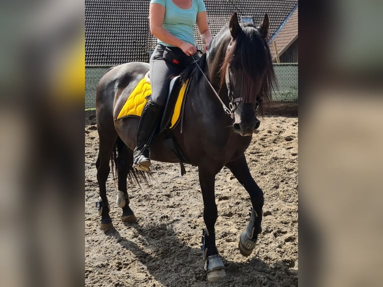 Andalusian Stallion 8 years 15,2 hh in Laufenburg