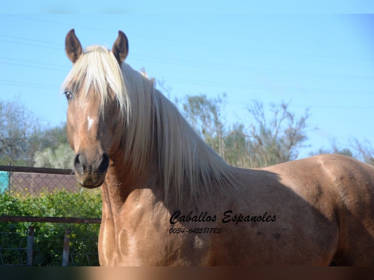 Andalusian Stallion 8 years 15,2 hh Palomino in Vejer de la Frontera