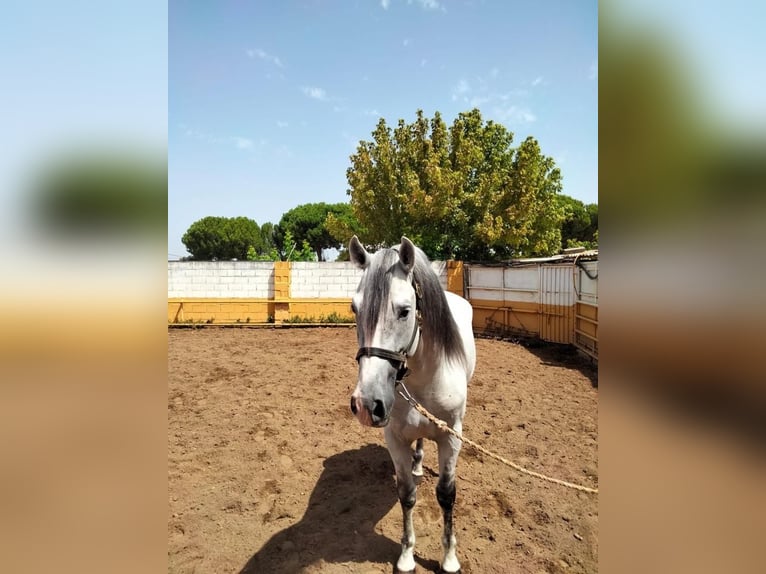 Andalusian Stallion 8 years 15,3 hh Gray in Extremadura