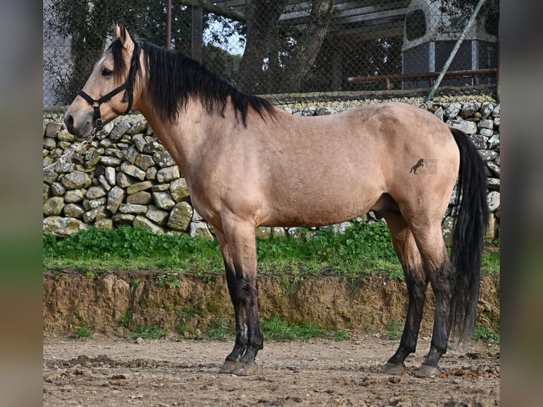 Andalusian Stallion 8 years 15,2 hh Dun in Menorca