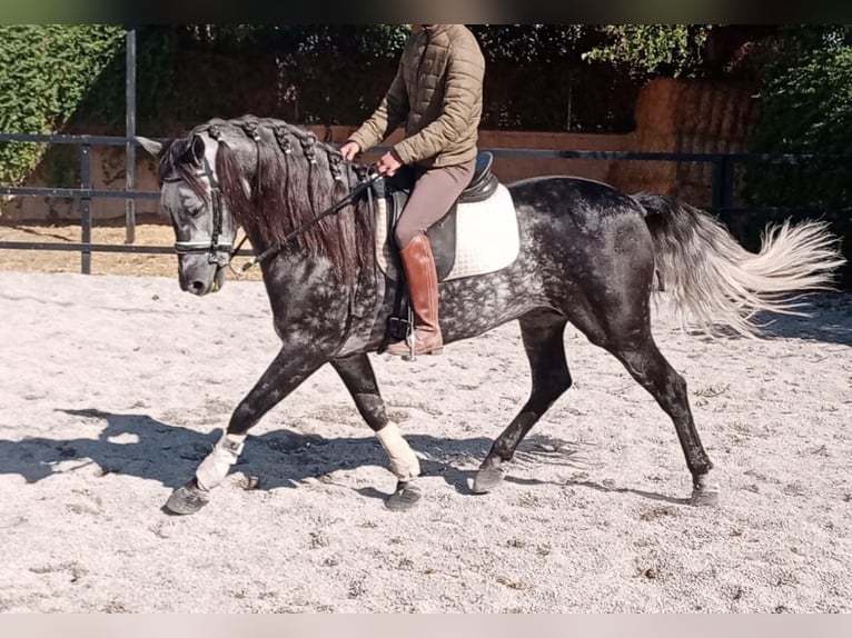 Andalusian Stallion 8 years 15,2 hh Grey-Dapple in Pozoblanco
