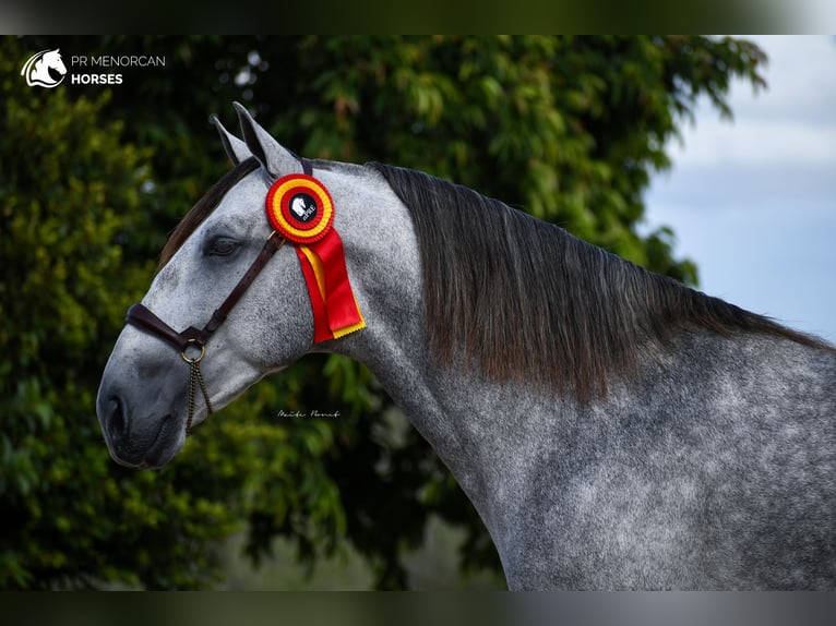 Andalusian Stallion 8 years 15,3 hh Grey in Menorca