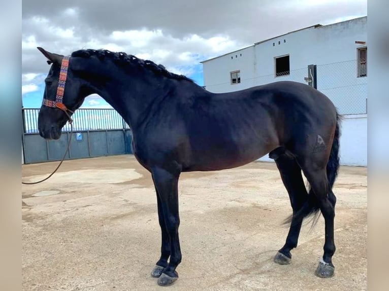 Andalusian Stallion 8 years 16,1 hh Black in Cheste