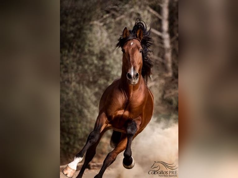 Andalusian Stallion 8 years 16,1 hh Brown in Barcelona