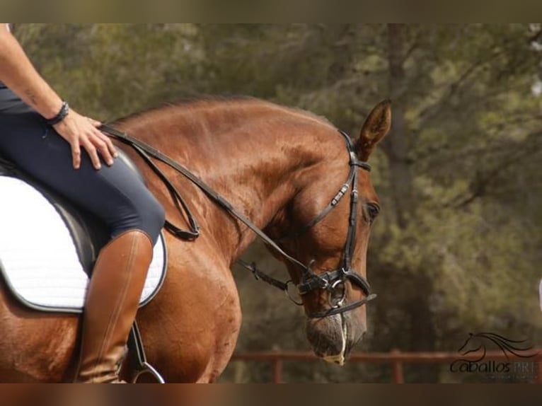 Andalusian Stallion 8 years 16,1 hh Brown in Barcelona