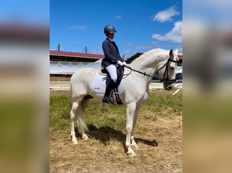 Andalusian Stallion 8 years 16,2 hh White in Badajoz