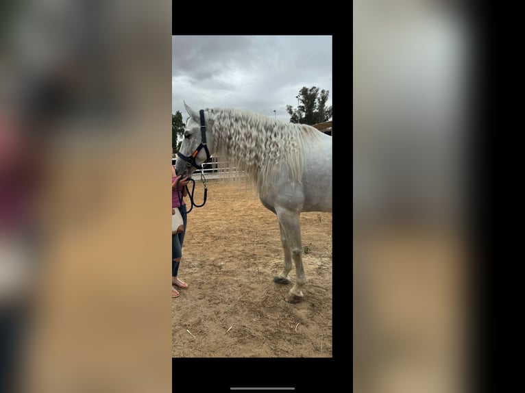 Andalusian Stallion 8 years 16,2 hh White in Badajoz