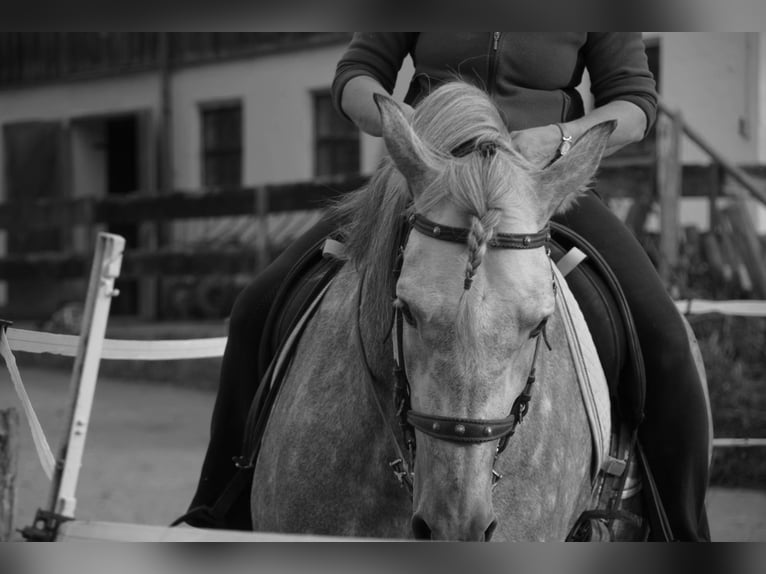 Andalusian Stallion 8 years 16 hh Can be white in Aitrang