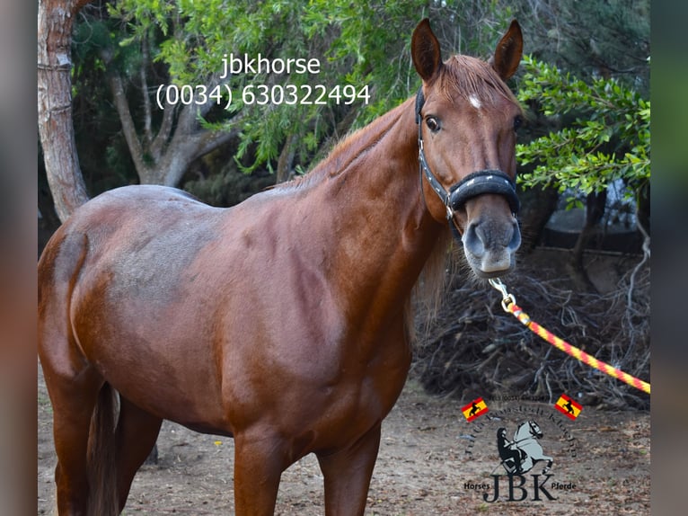 Andalusian Stallion 8 years 16 hh Chestnut-Red in Tabernas Almería