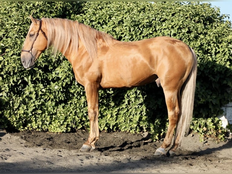 Andalusian Stallion 8 years 16 hh Palomino in Galaroza (Huelva)