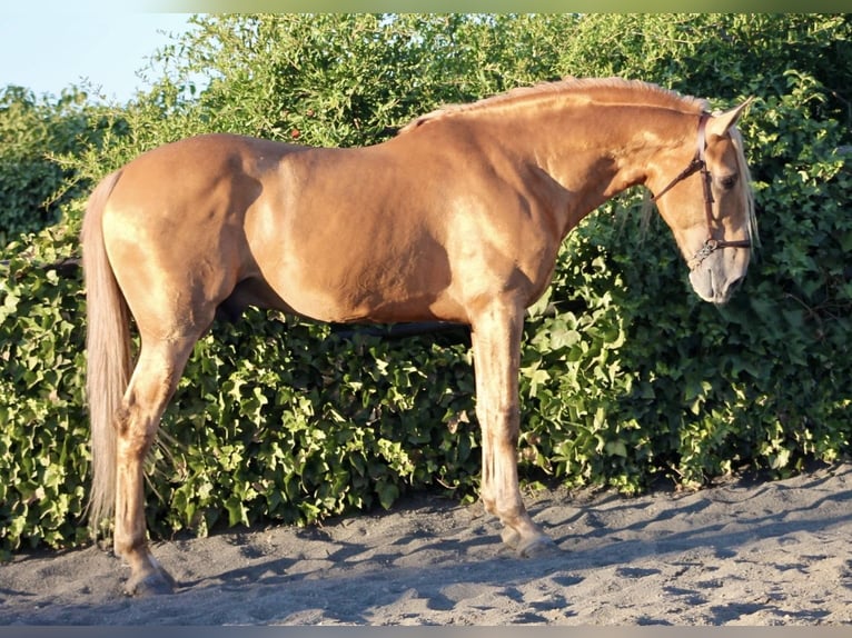 Andalusian Stallion 8 years 16 hh Palomino in Galaroza (Huelva)