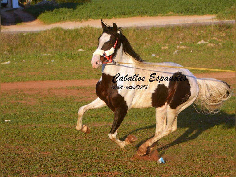Andalusian Stallion 8 years 16 hh Pinto in Vejer de la Frontera
