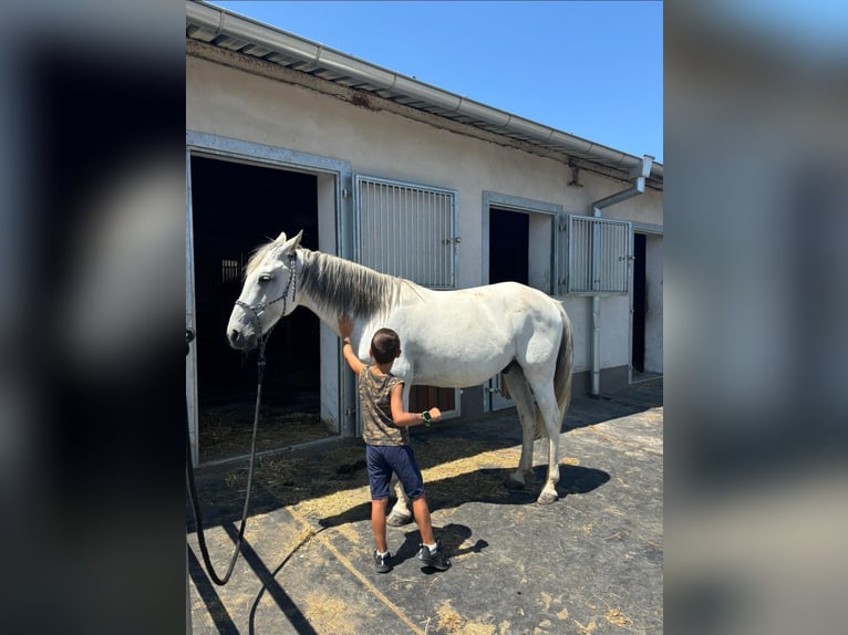 Andalusian Stallion 8 years White in sofia
