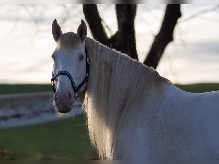 Andalusian Stallion 9 years 15,1 hh Cremello in Zolling