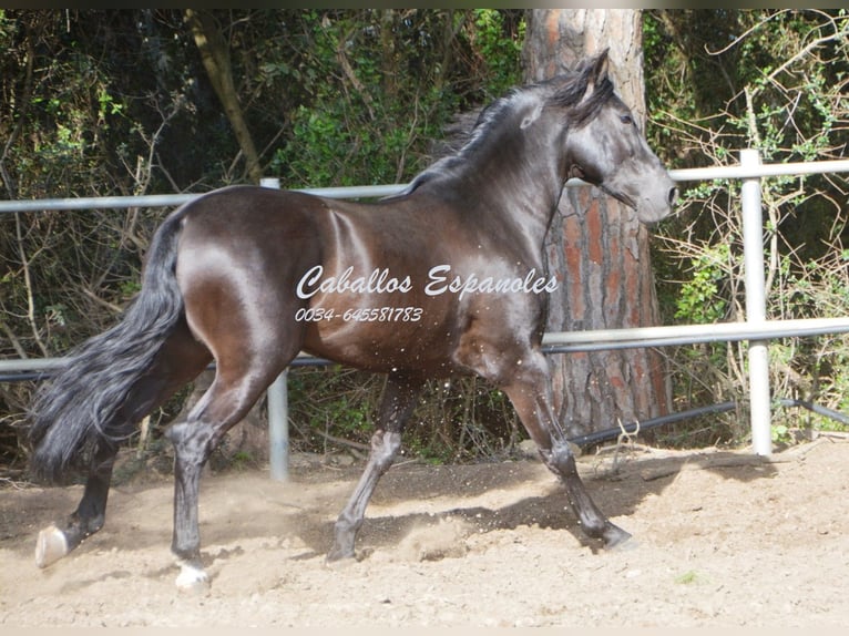 Andalusian Stallion 9 years 15,2 hh Black in Vejer de la Frontera