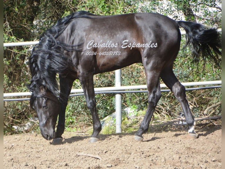 Andalusian Stallion 9 years 15,2 hh Black in Vejer de la Frontera