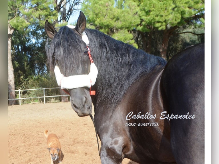 Andalusian Stallion 9 years 15,2 hh Black in Vejer de la Frontera