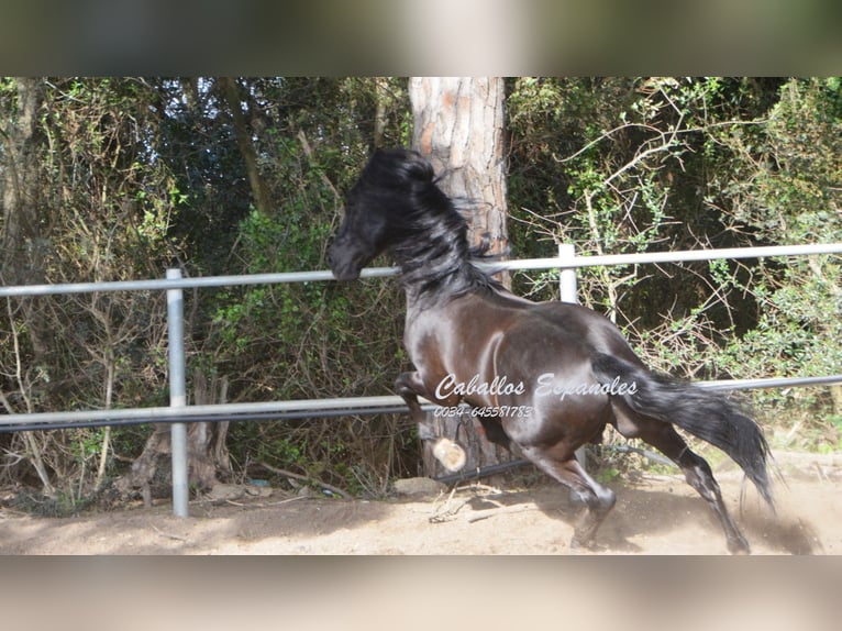 Andalusian Stallion 9 years 15,2 hh Black in Vejer de la Frontera