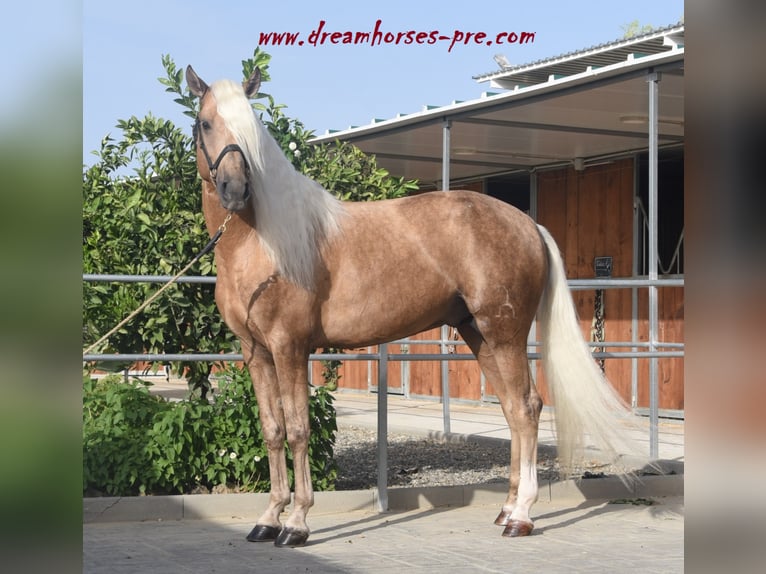 Andalusian Mix Stallion 9 years 15,2 hh Palomino in Estepona