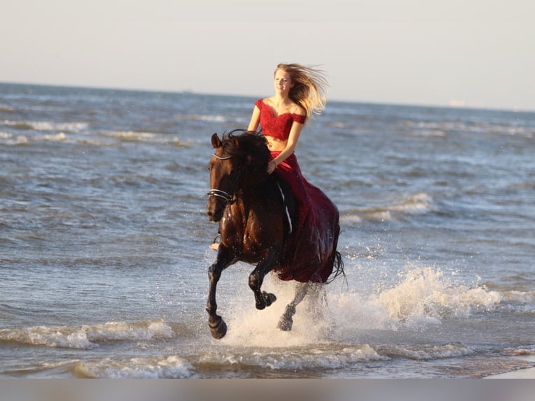 Andalusian Stallion 9 years 15,3 hh Brown in Bogaarden