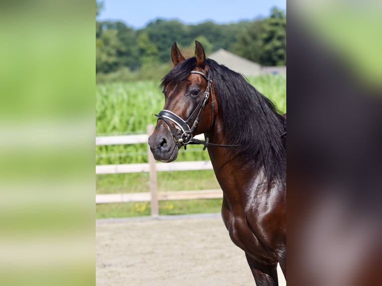 Andalusian Stallion 9 years 15,3 hh Brown in Bogaarden