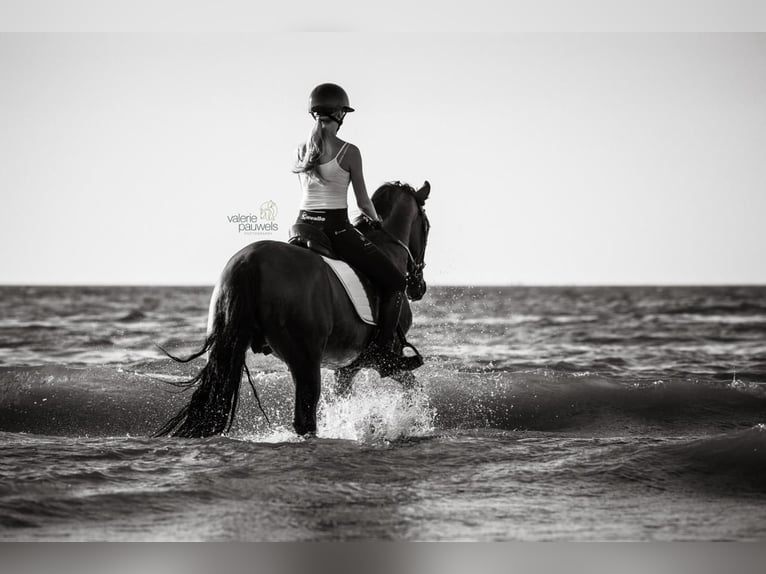 Andalusian Stallion 9 years 15,3 hh Brown in Bogaarden