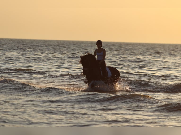 Andalusian Stallion 9 years 15,3 hh Brown in Bogaarden