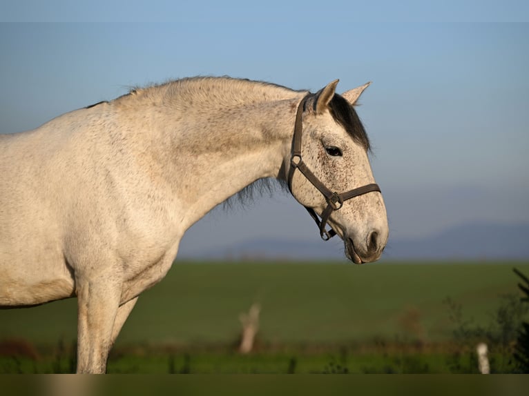 Andalusian Mix Stallion 9 years 15,2 hh Grey-Fleabitten in Frankenwinheim