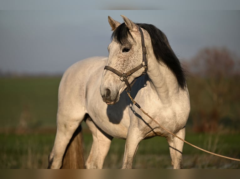 Andalusian Mix Stallion 9 years 15,2 hh Grey-Fleabitten in Frankenwinheim