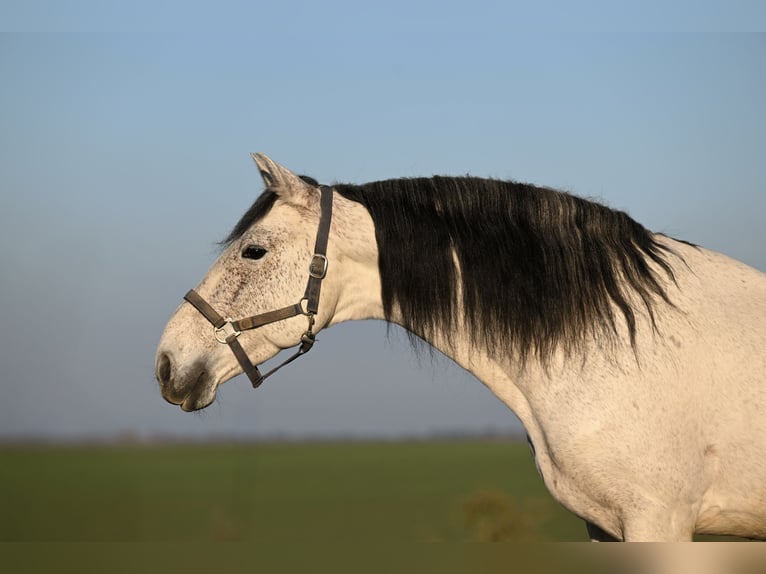 Andalusian Mix Stallion 9 years 15,2 hh Grey-Fleabitten in Frankenwinheim