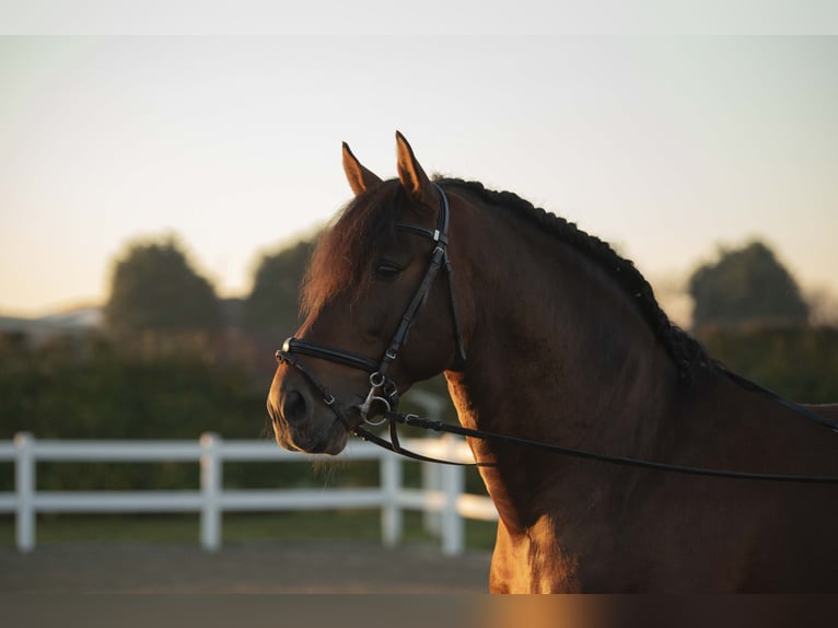 Andalusian Stallion 9 years 16.1 hh Brown in Carlazzo