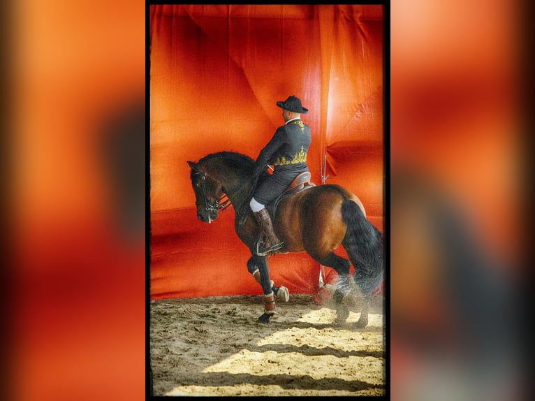 Andalusian Stallion 9 years 16.1 hh Brown in Carlazzo