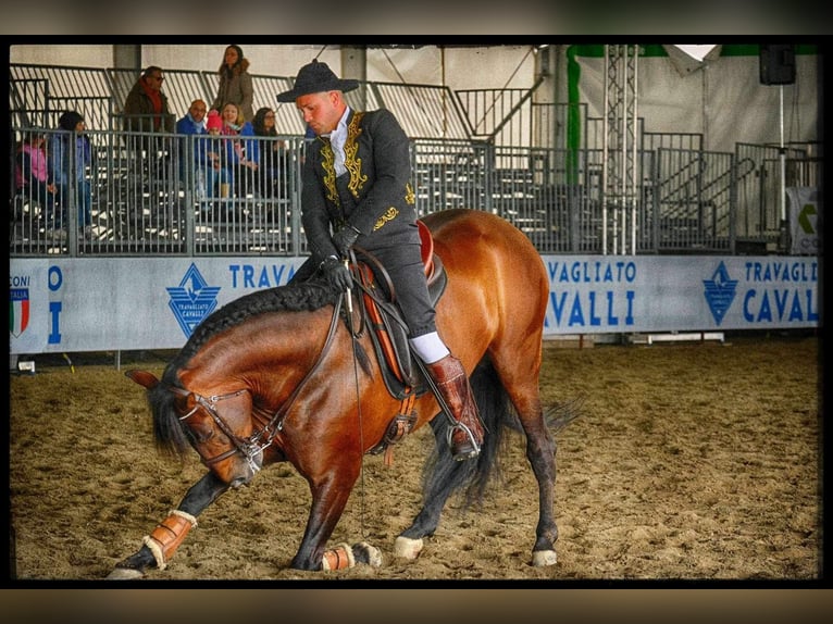 Andalusian Stallion 9 years 16.1 hh Brown in Carlazzo