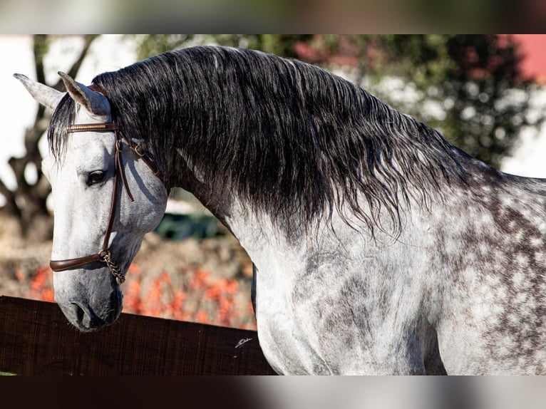 Andalusian Stallion 9 years 16,1 hh Gray-Dapple in Madrid
