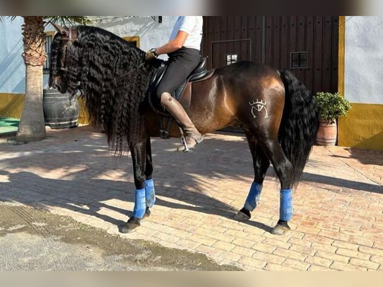 Andalusian Stallion 9 years 16 hh Bay-Dark in Sevilla