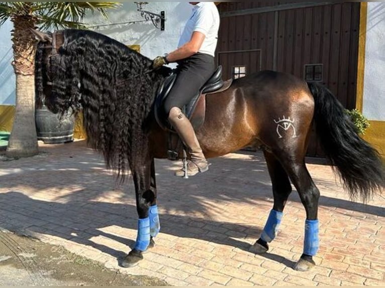 Andalusian Stallion 9 years 16 hh Bay-Dark in Sevilla