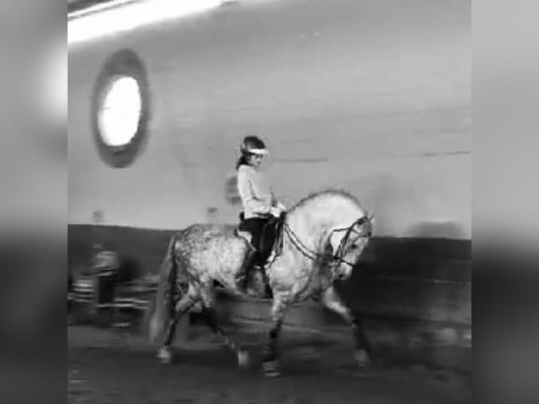 Andalusian Stallion 9 years 16 hh Gray in Carmona