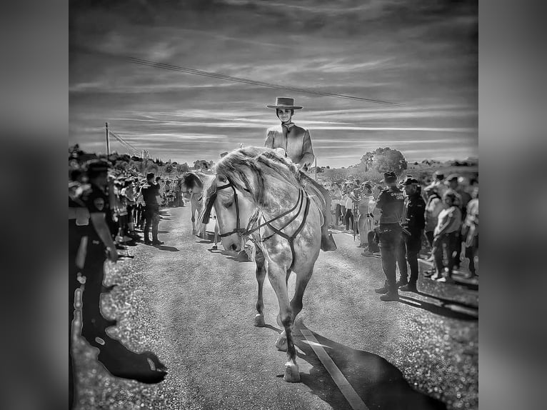 Andalusian Stallion 9 years 16 hh Gray in Carmona