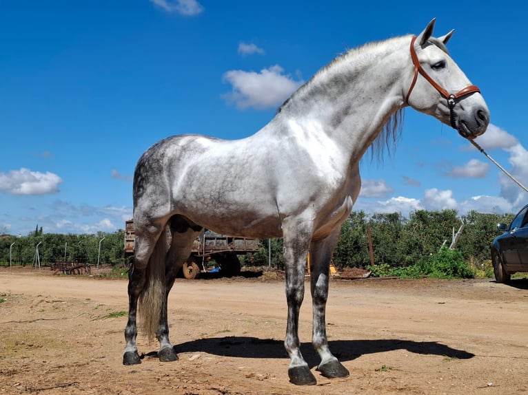Andalusian Stallion 9 years 16 hh Gray in Carmona